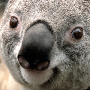 StephanieCou146's avatar